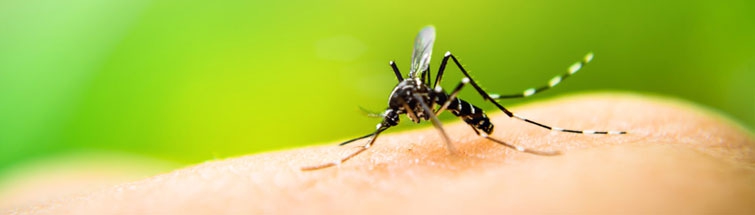 Dengue et chikungunya : les données de la surveillance renforcée en 2015